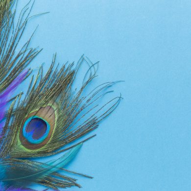 colorful-peacock-feathers-with-copy-space